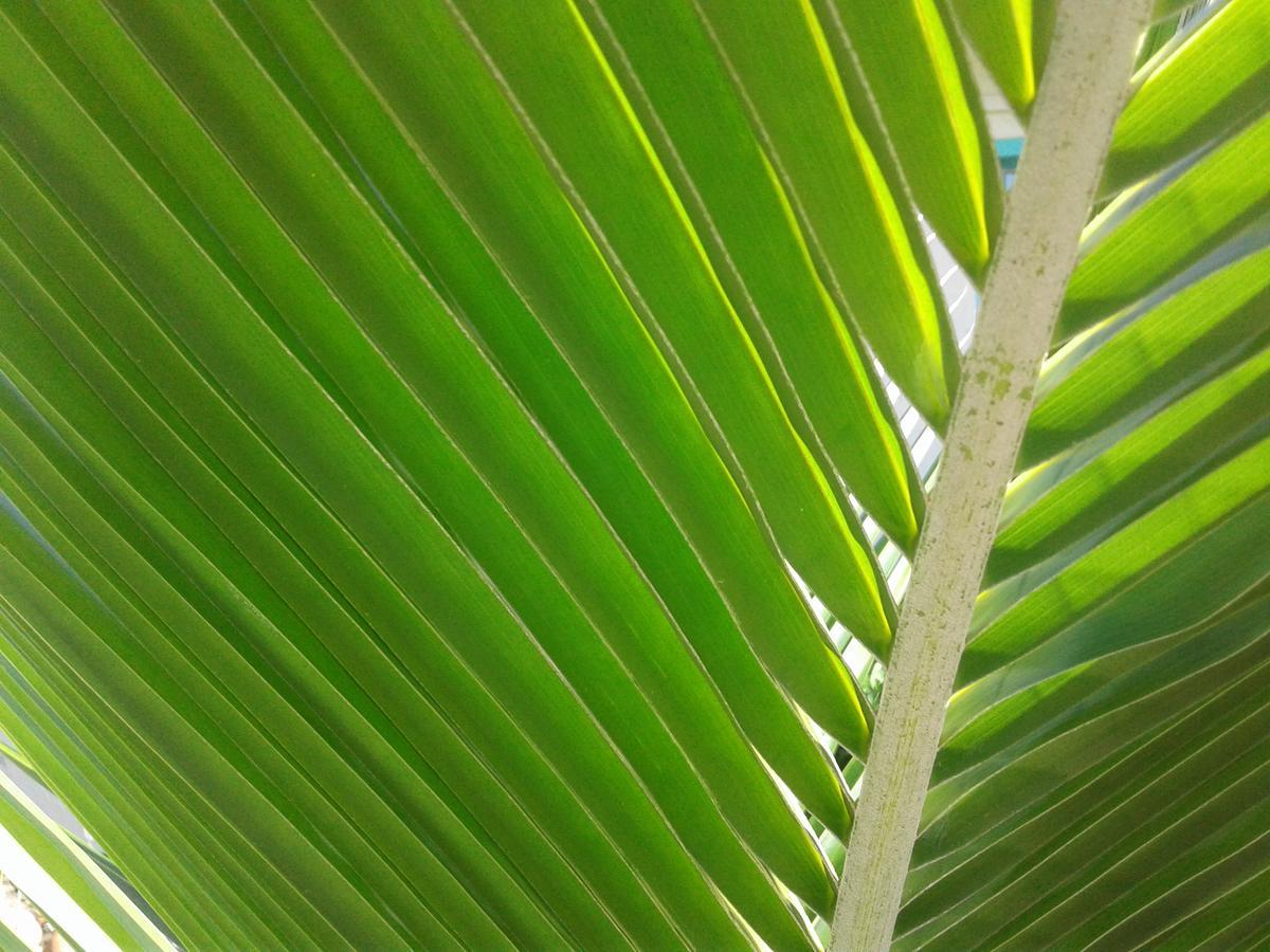 Beach Island Resort Cocoa Beach Esterno foto